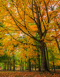local landscapes autumn tree