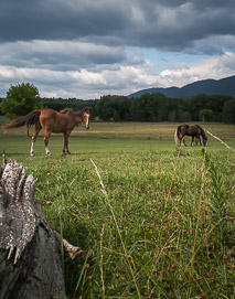 local landscape with horses